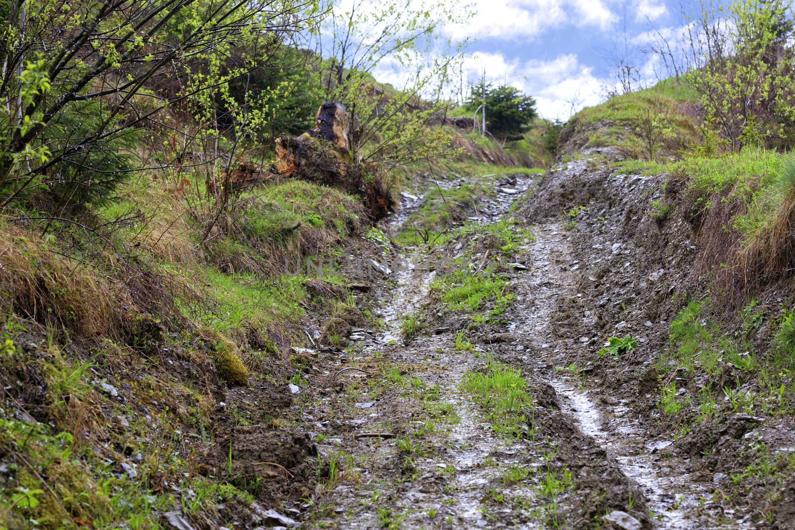View of a broken country road leading up the slope between wet shrubs after the last rain to the blue cloudy sky.
