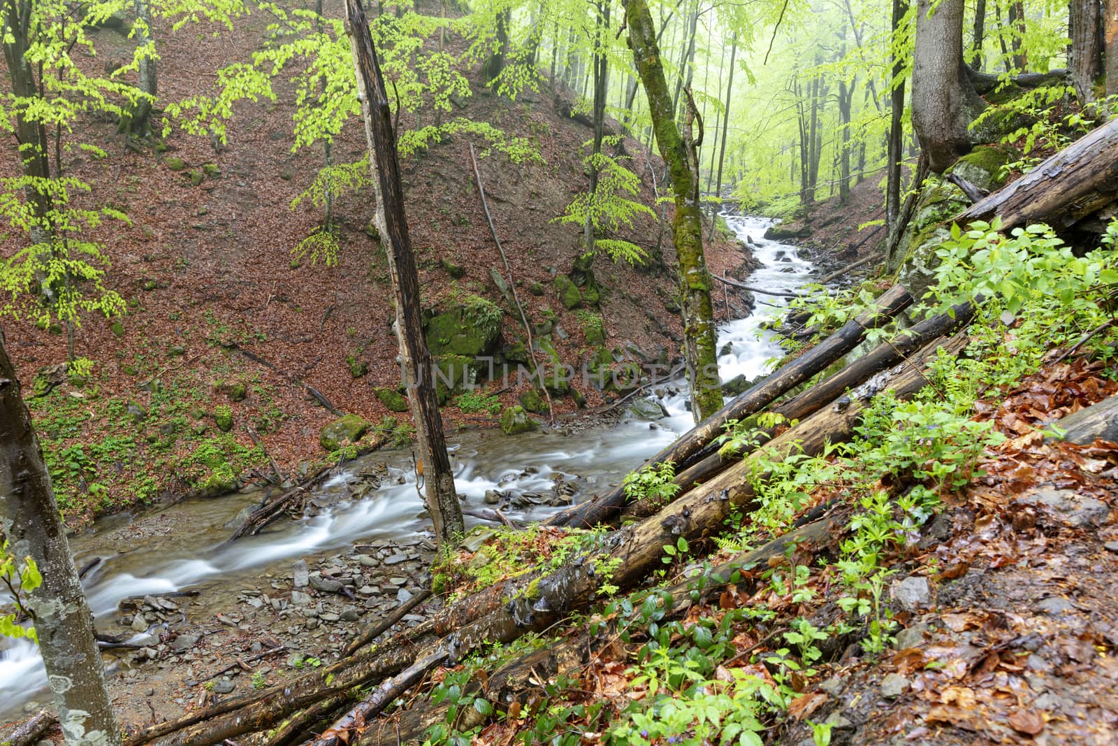 The mountain river overcomes forest debris and stone rapids flowing along the slope of a rainy wet spring forest.