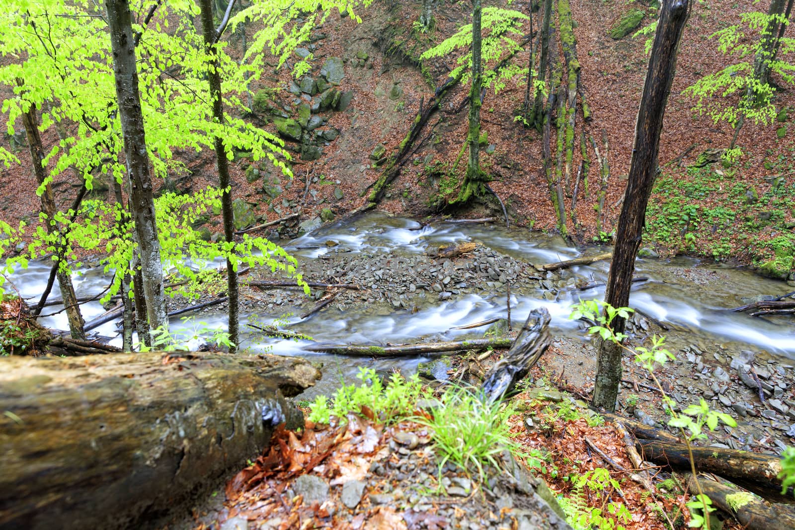 The mountain river overcomes forest obstructions and stone rapids in a rainy, damp spring forest.