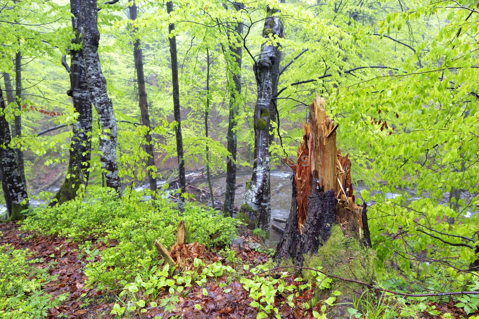 Stump of lightning-chopped wood stands over a stream after a thunderstorm on a hilltop in the Carpathian forest