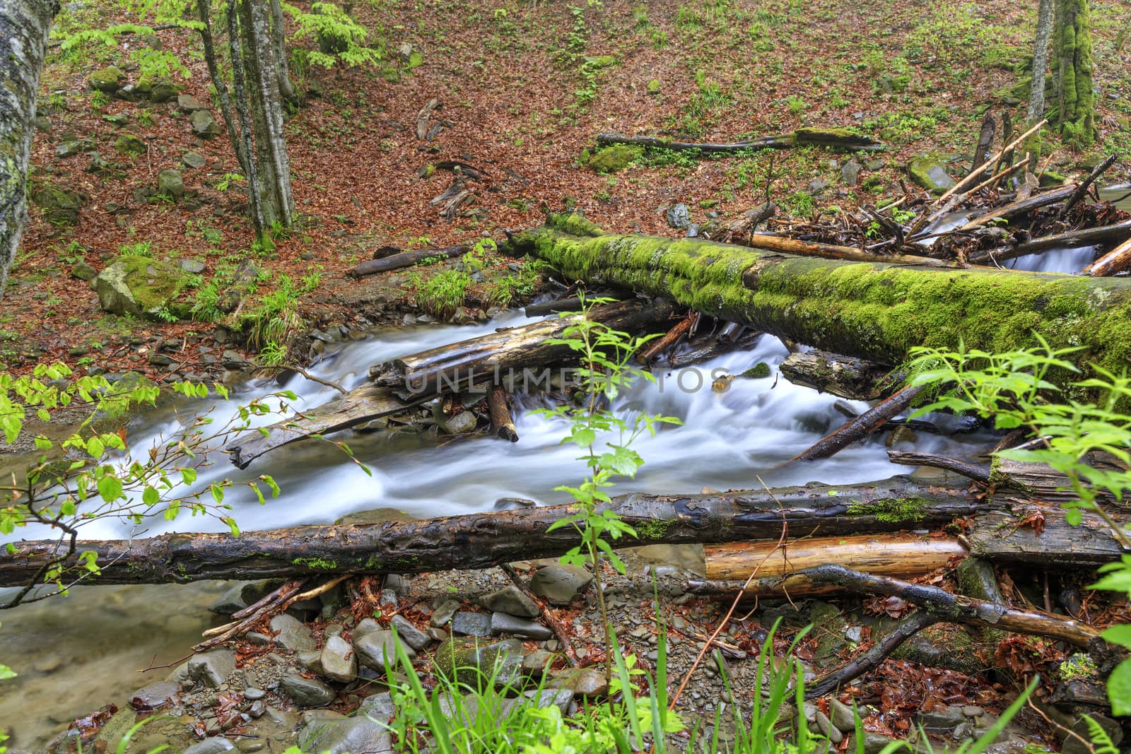 A bridge of wet mossy logs across a forest stream in a spring damp forest.