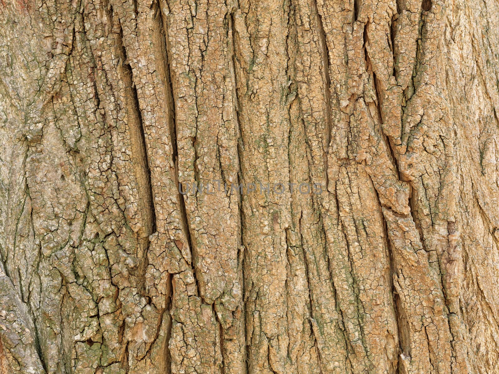 Light brown bark texture of an old tree closeup. Natural background.
