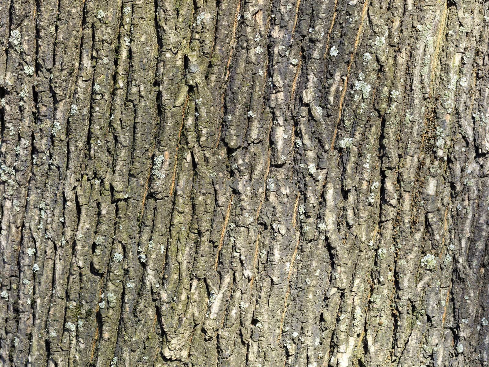 The texture of the bark of an old European oak tree closeup. Natural background.