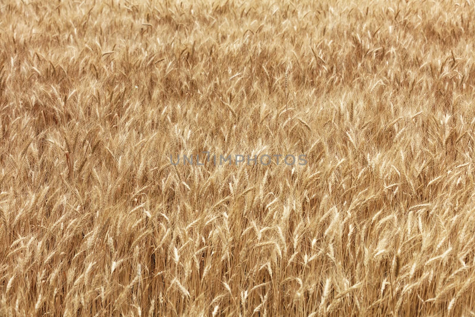 Golden field of ripe wheat ears growing in summer in windy weather.