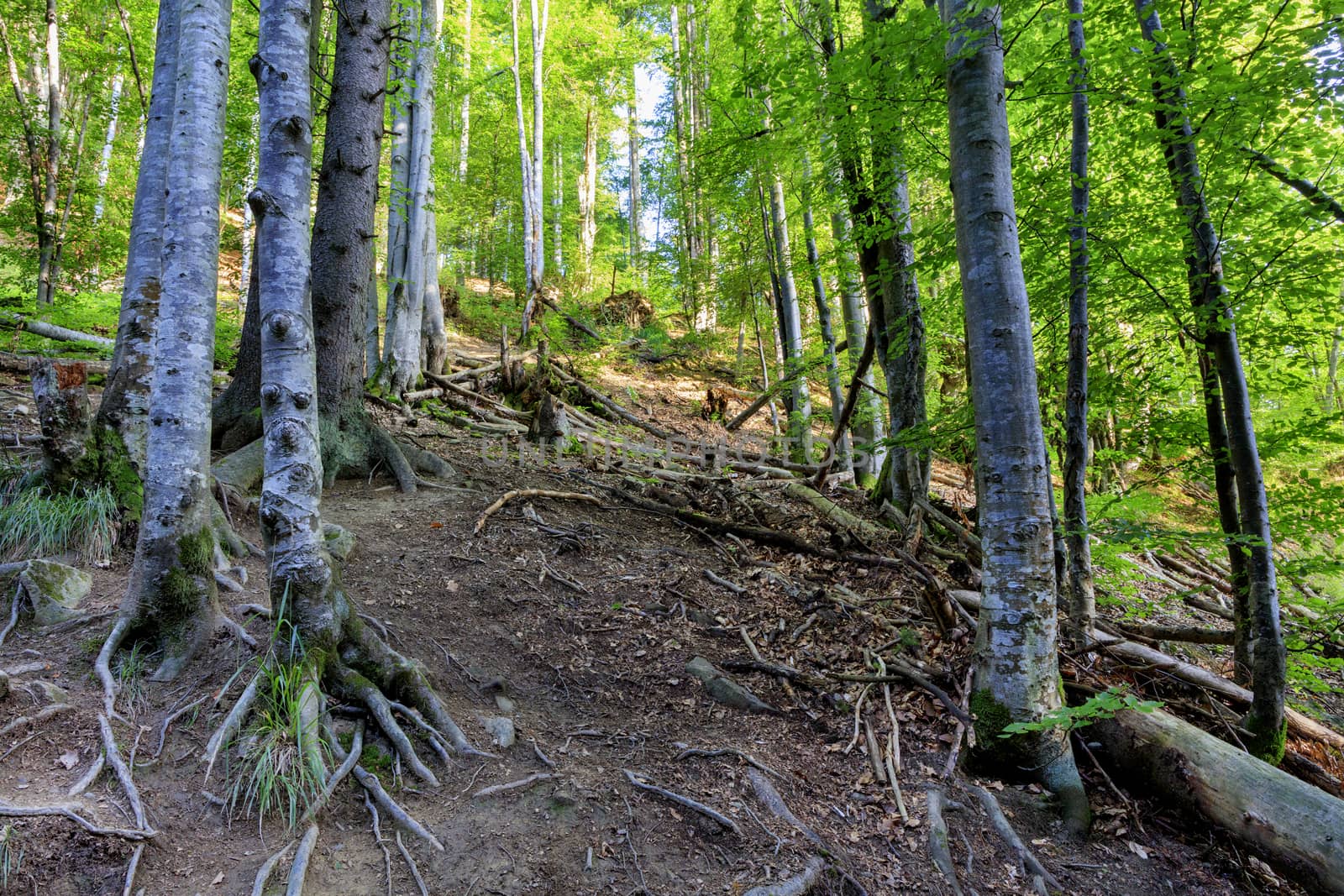 Glade in the old forest with twisted roots of trees twisted out of the ground in the shade.