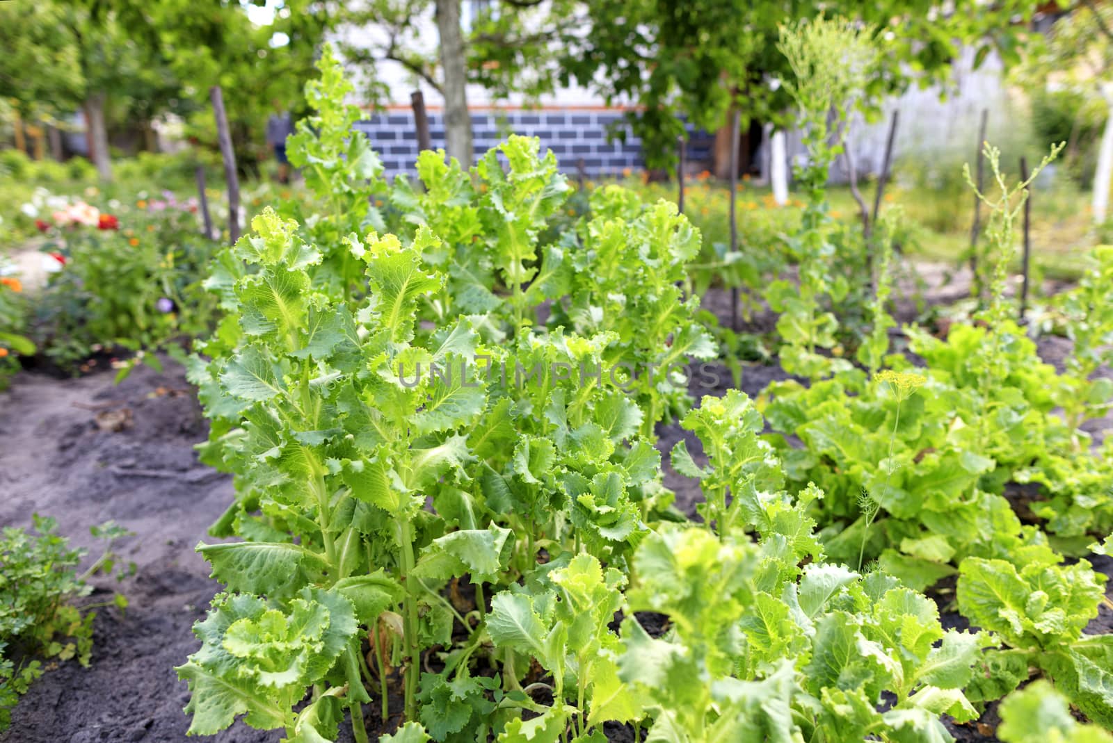 Bushes of green lettuce on the plot grow in the garden and are illuminated by sunlight.