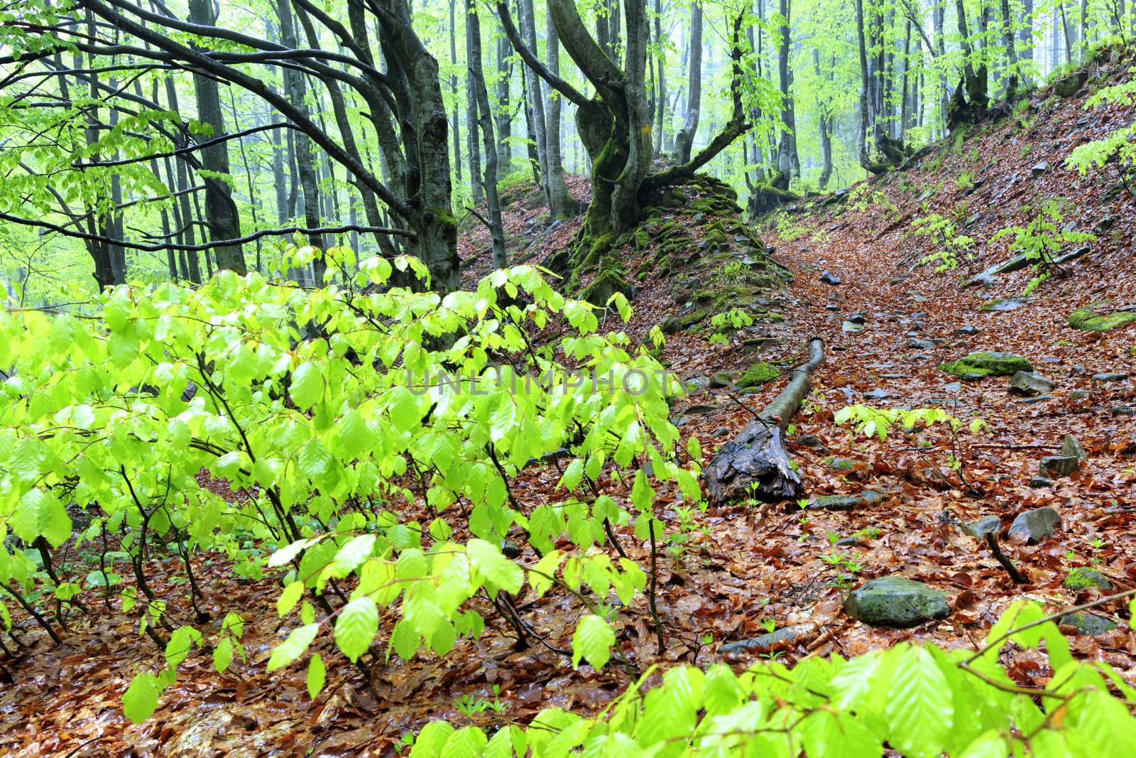 Mountain narrow path with fallen leaves and old twisted tree trunks in a damp forest rises uphill