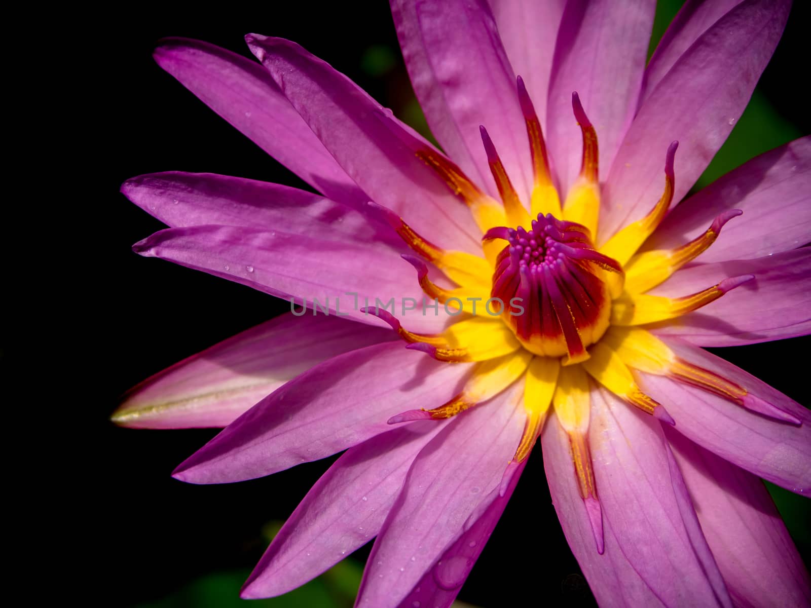 Purple petal and Yellow pollen of Water Lily by Satakorn