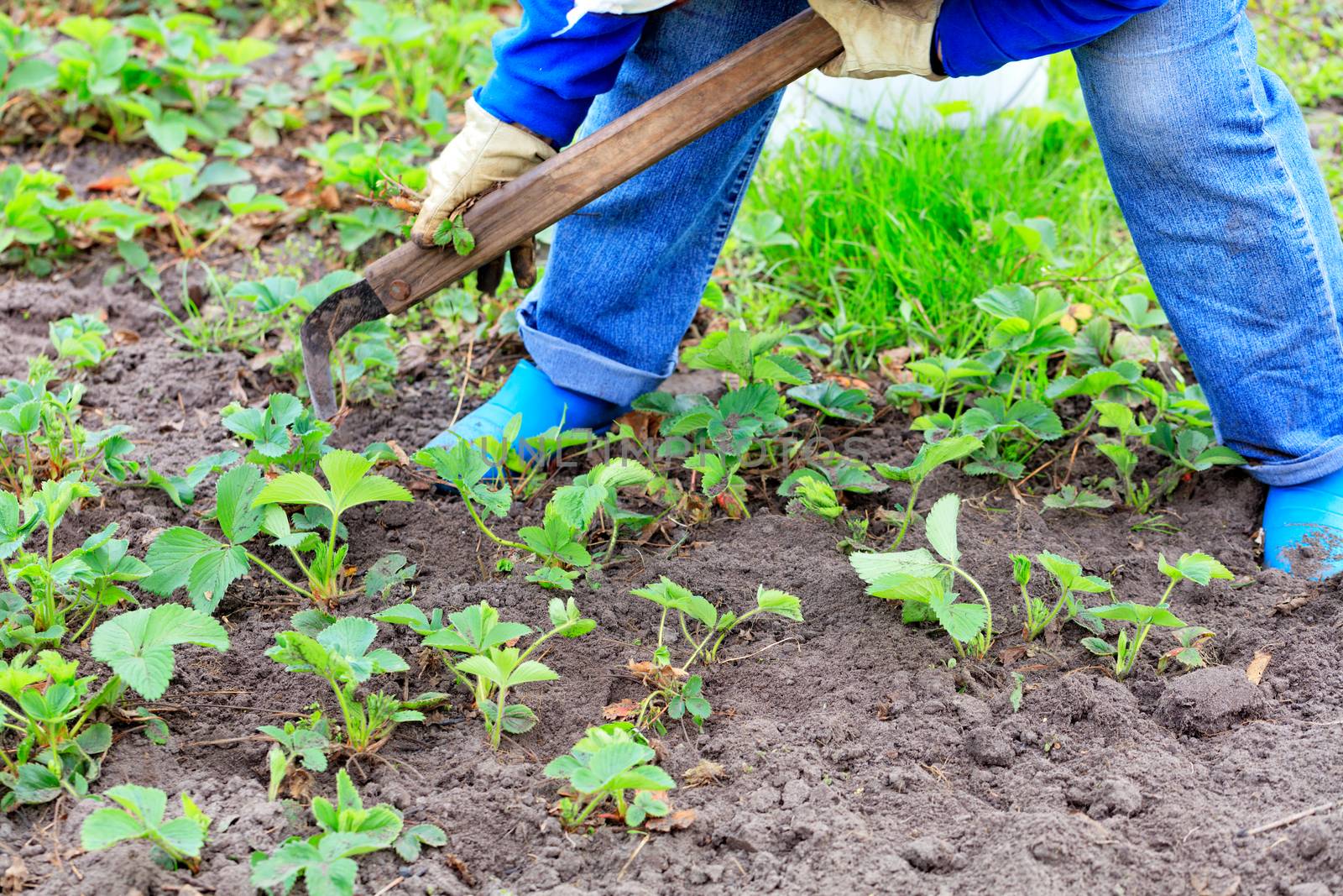 The farmer with the help of a hoe, with his own hands weeds strawberry bushes and removes weeds from the soil on the field.