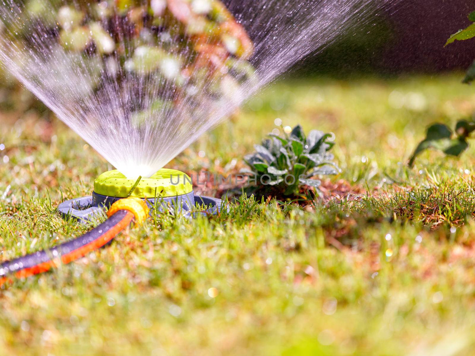 The portable sprinkler sprinkles abundantly water in the summer heat on the lawn, flowers and bushes on a bright sunny day, blurred foreground for copy space.