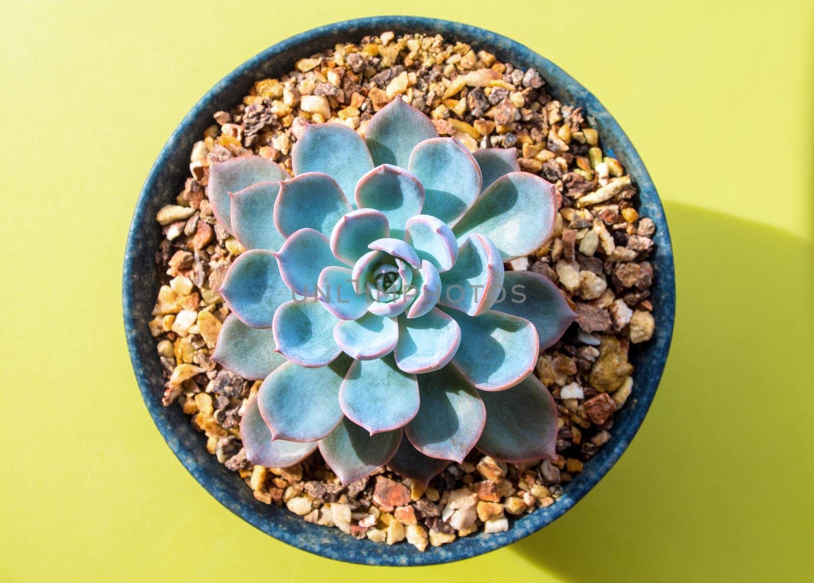 Succulent plant Echeveria white wax on silver blue leaves of Echeveria peacockii Subsessilis in the ceramic pot
