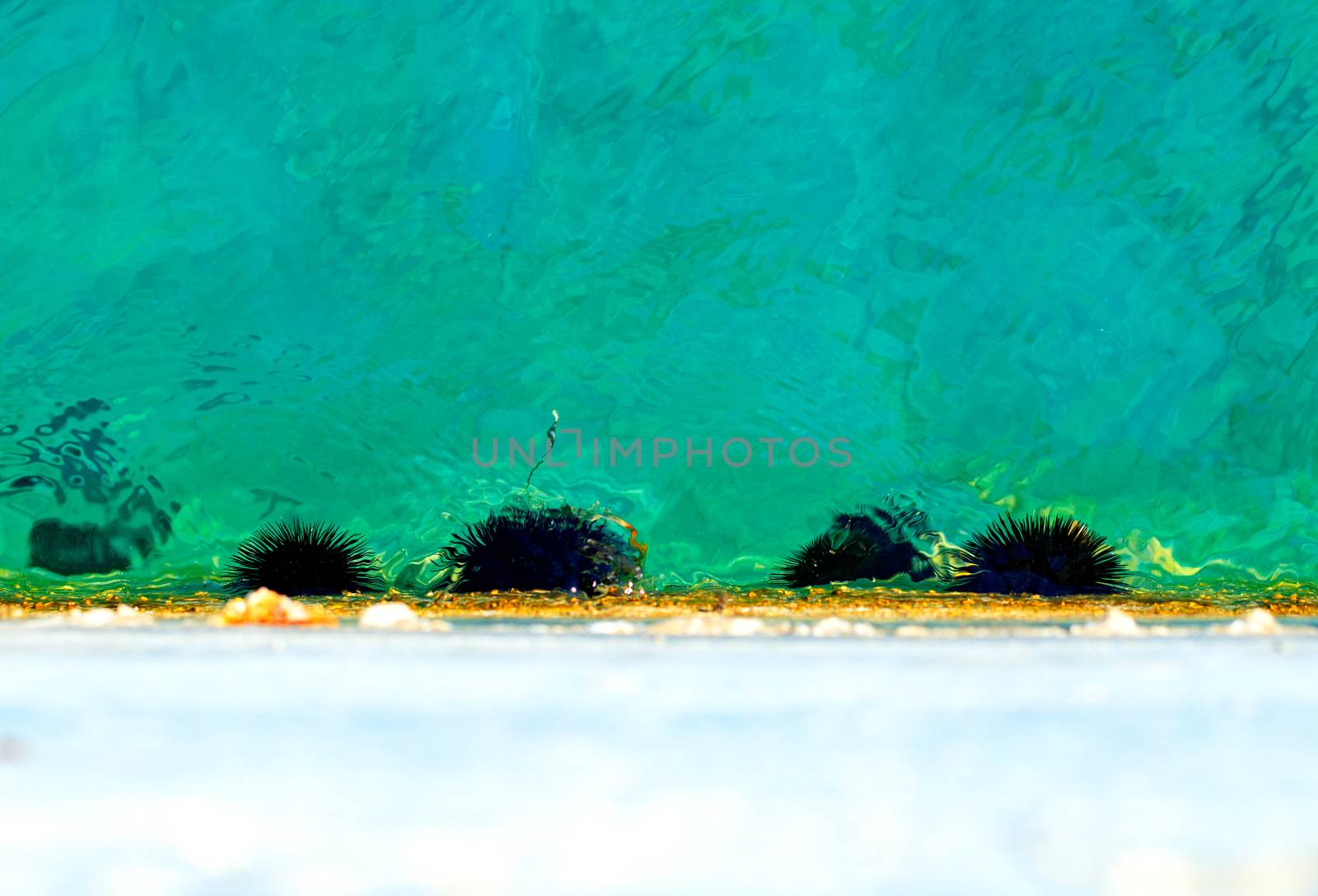 The sea urchin family lives underwater on a concrete pier in the light green clear waters of the sea bay.