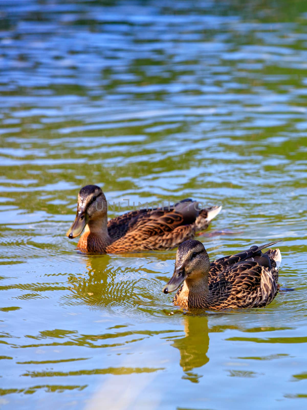 A pair of wild ducks floats on the calm surface of the river, image with copy space.