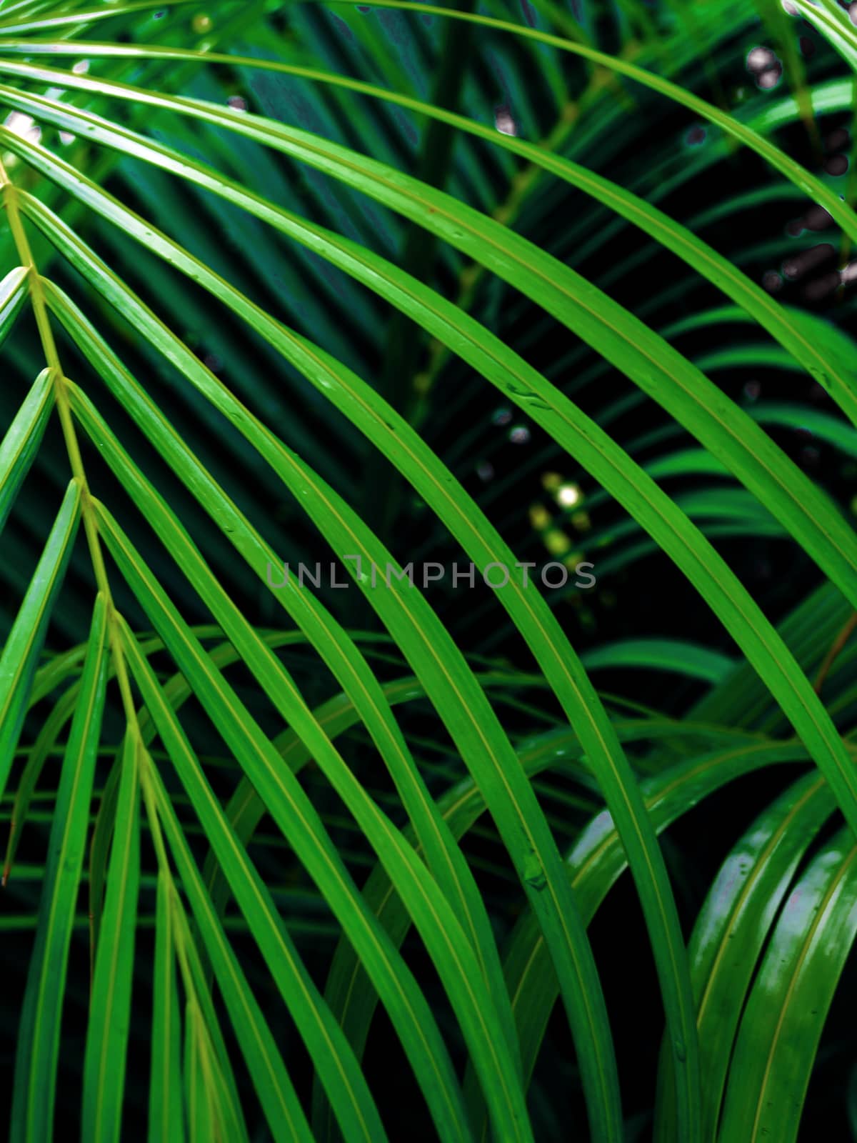 Freshness green pinnately compound leaves Palm leaf by Satakorn