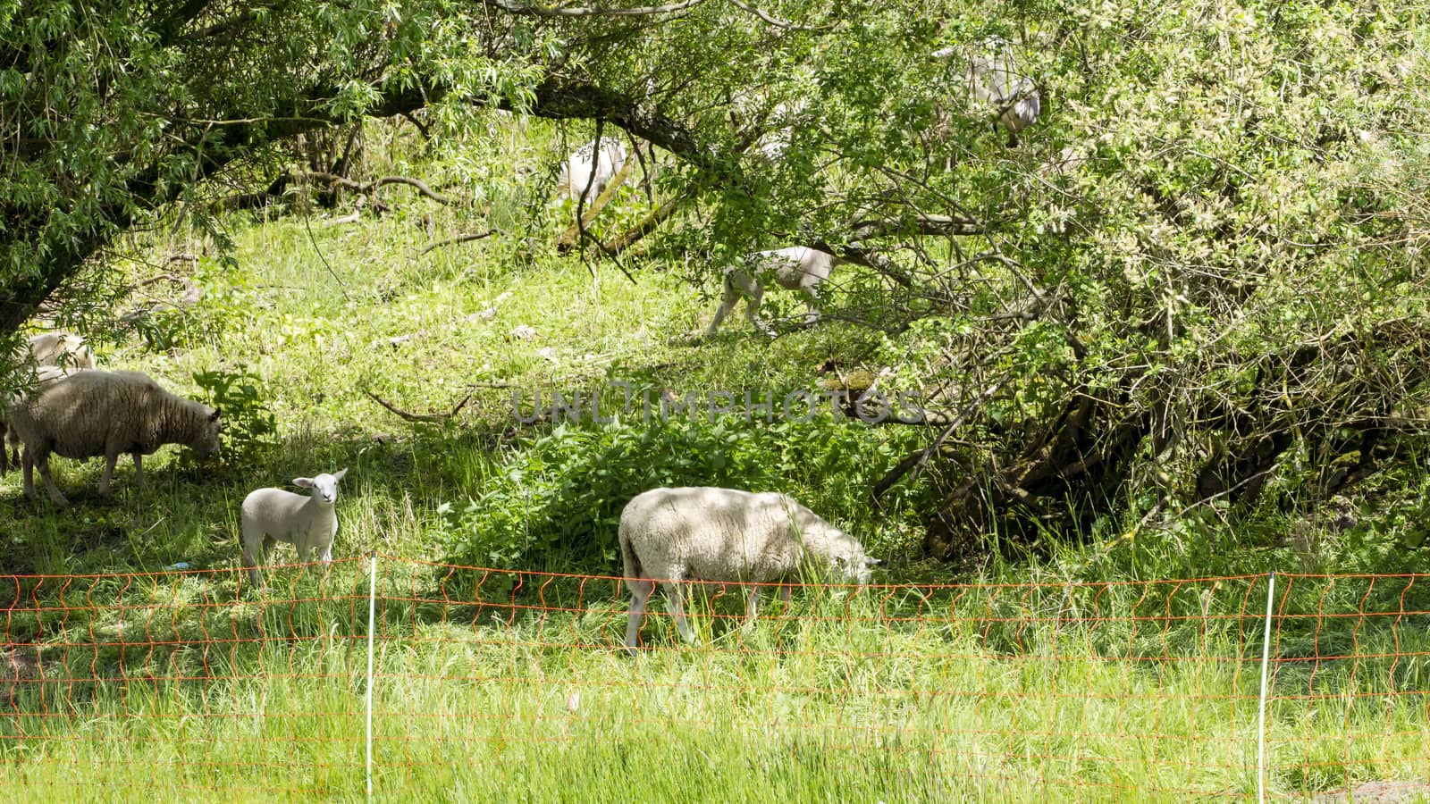 Sheep in a meadow - National Park on the Elbe