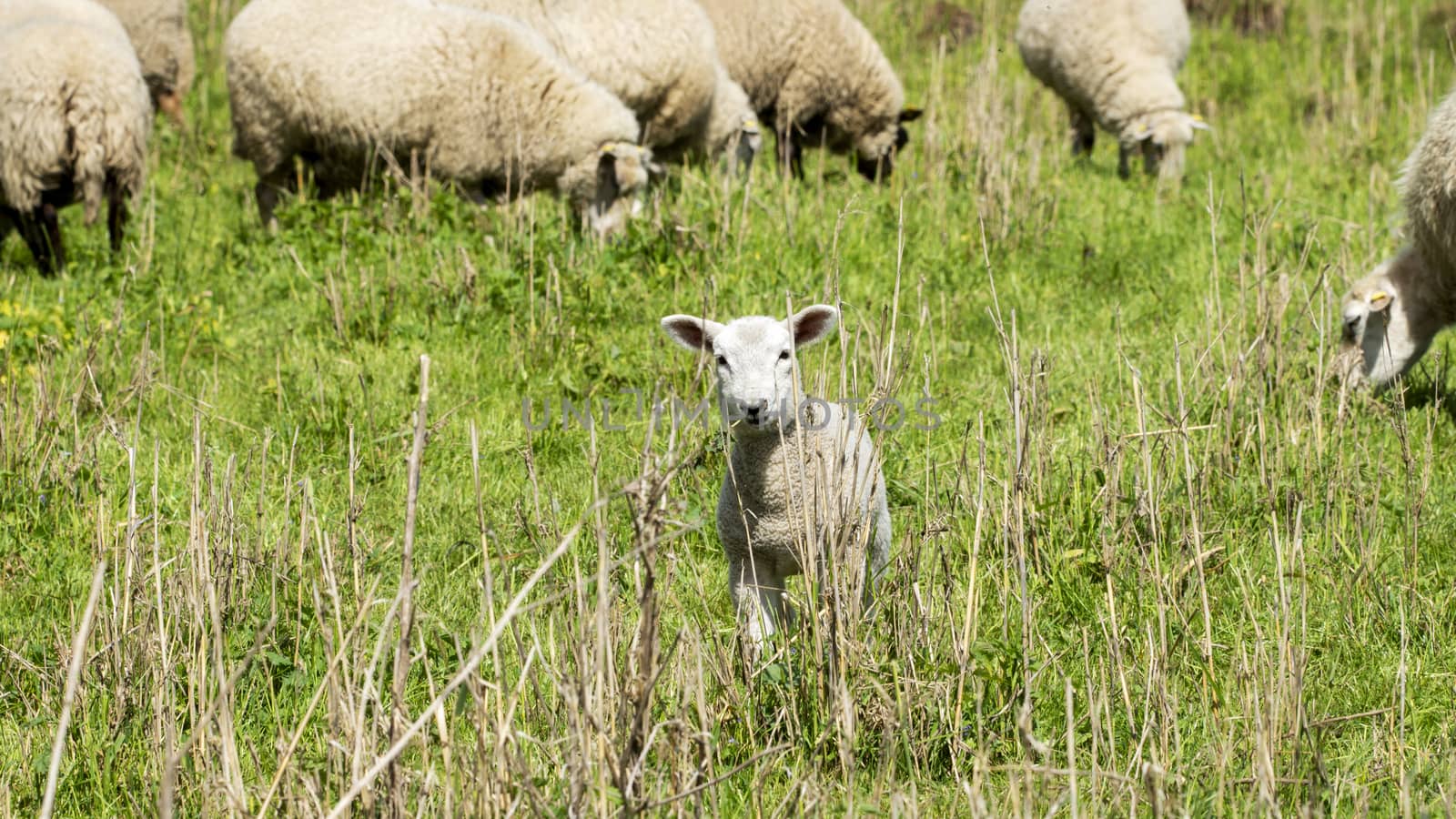 Sheep in a meadow - National Park on the Elbe