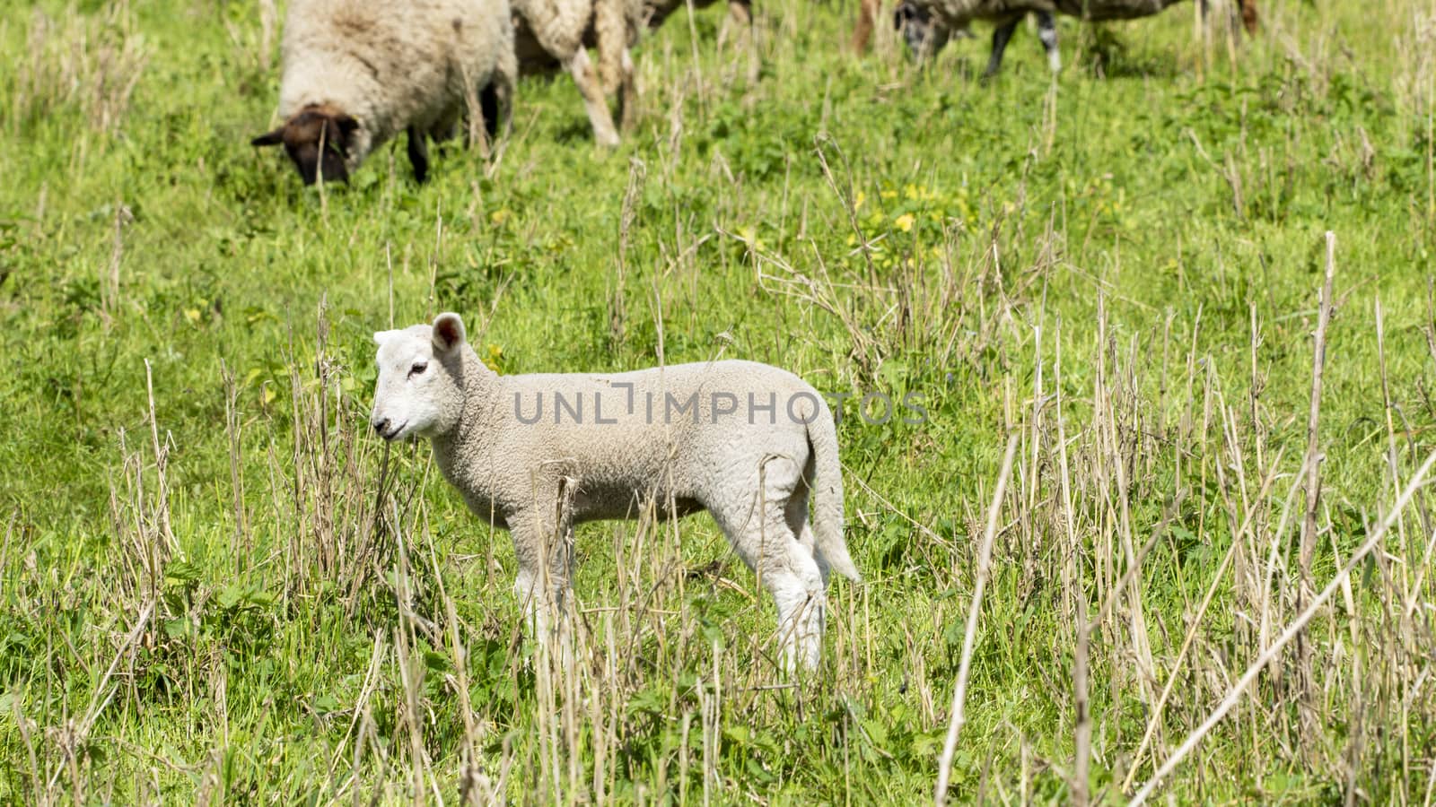 Sheep in a meadow - National Park on the Elbe