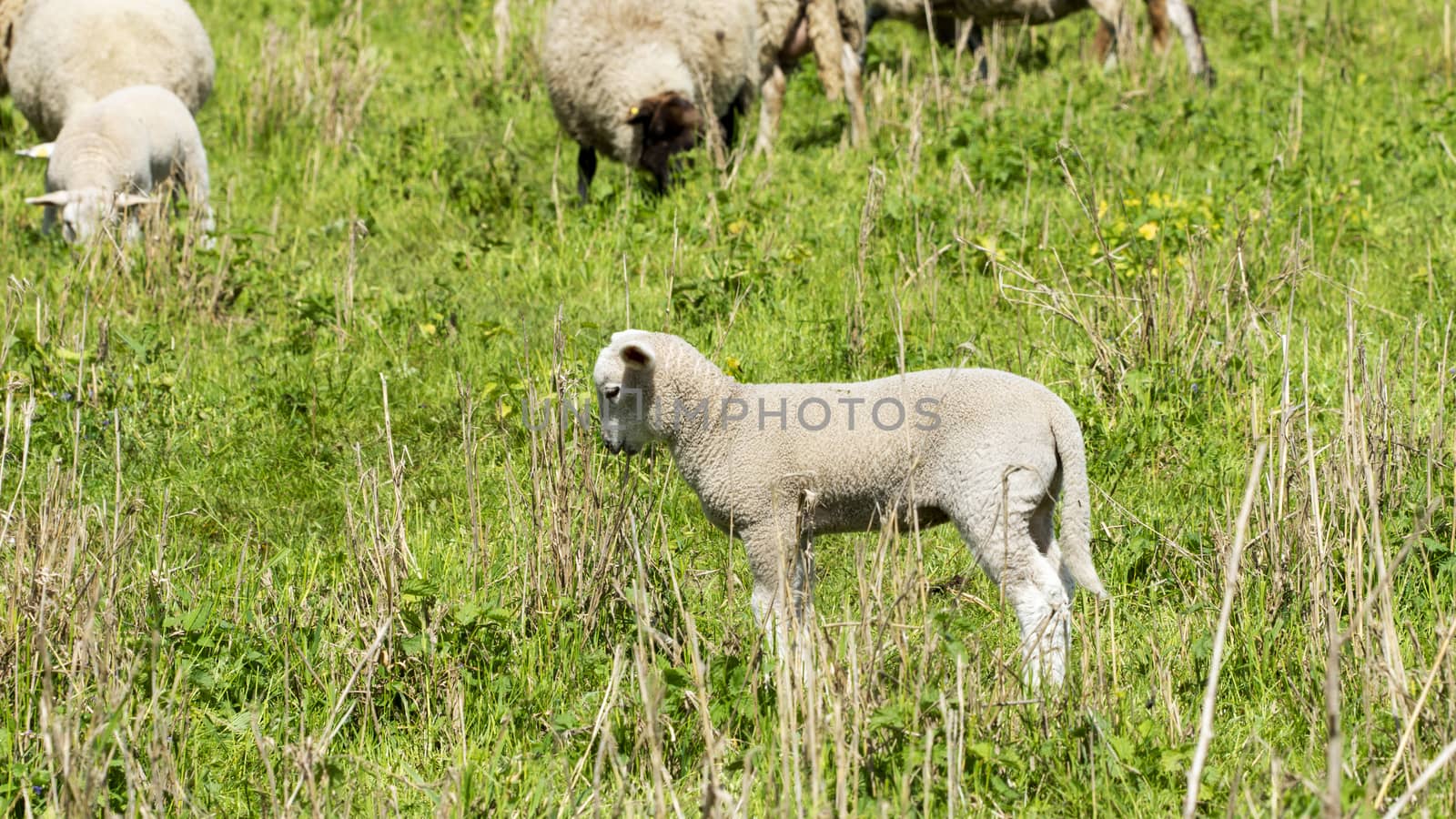 Sheep in a meadow - National Park on the Elbe