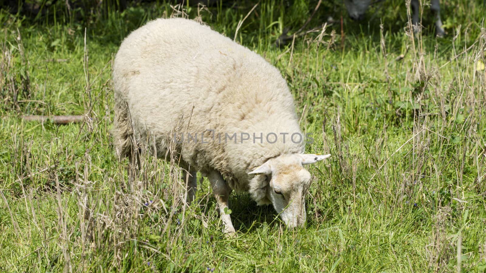 Sheep in a meadow - National Park on the Elbe