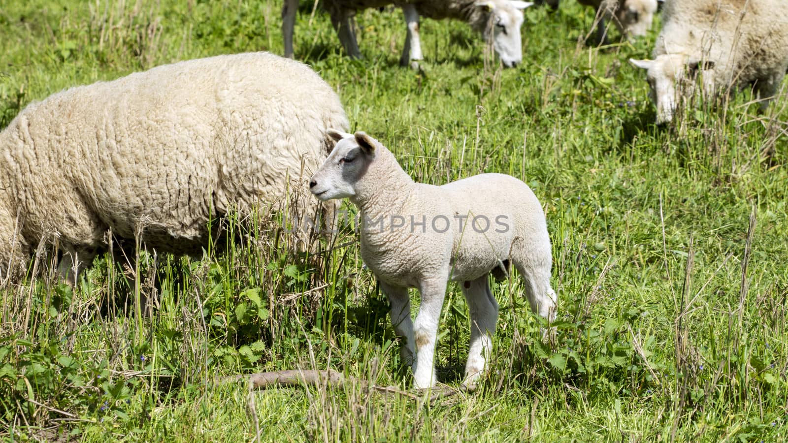 Sheep in a meadow - National Park on the Elbe