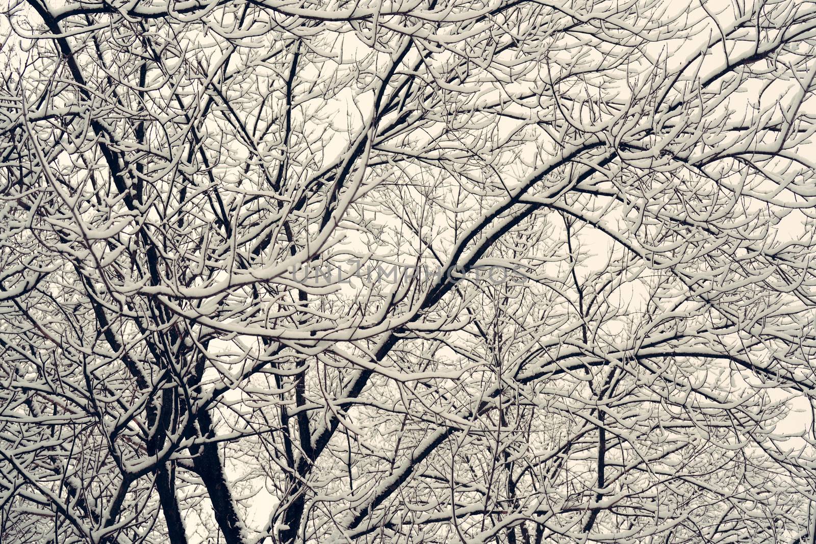 Black branches of the trees are covered with white snow. Winter background.