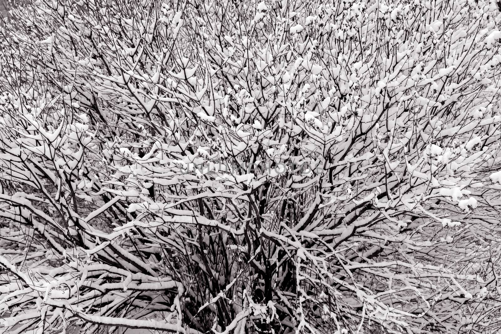 Black branches of the trees are covered with white snow. Winter background.