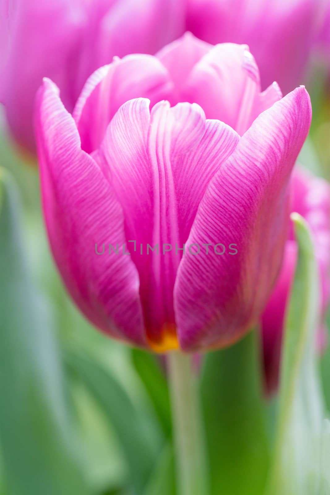 Beautiful flowers pink tulips. Natural background Spring flowering tulips.