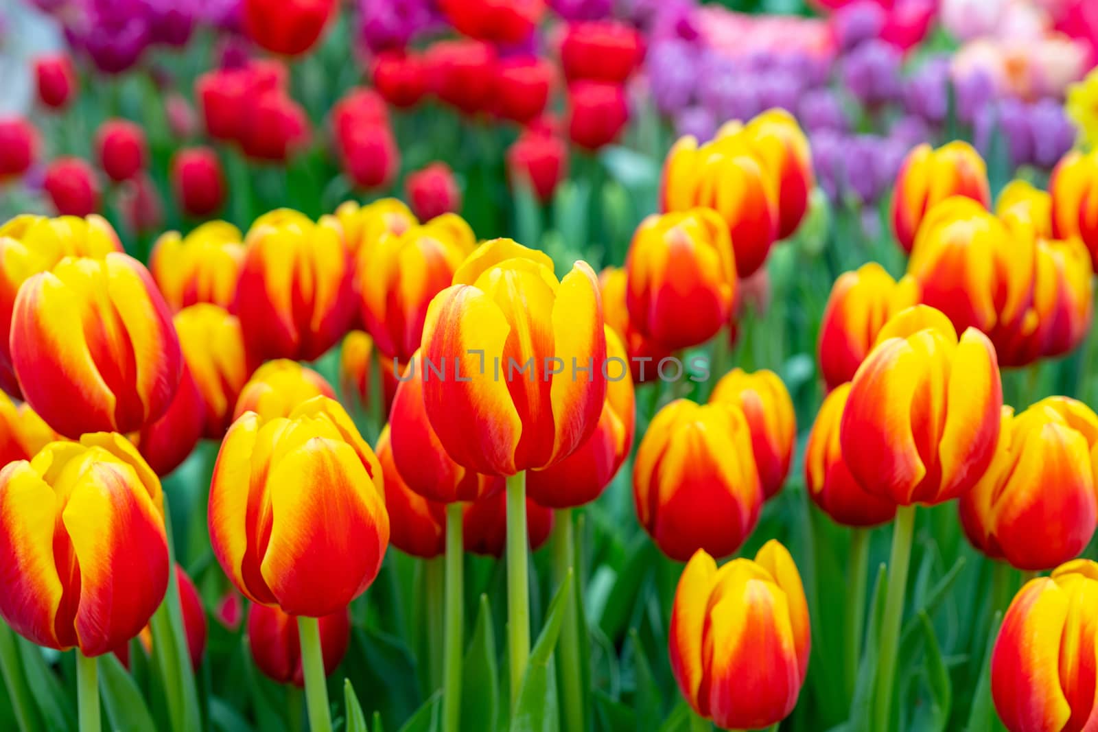 Beautiful flowers red tulips. Natural background Spring flowering tulips.