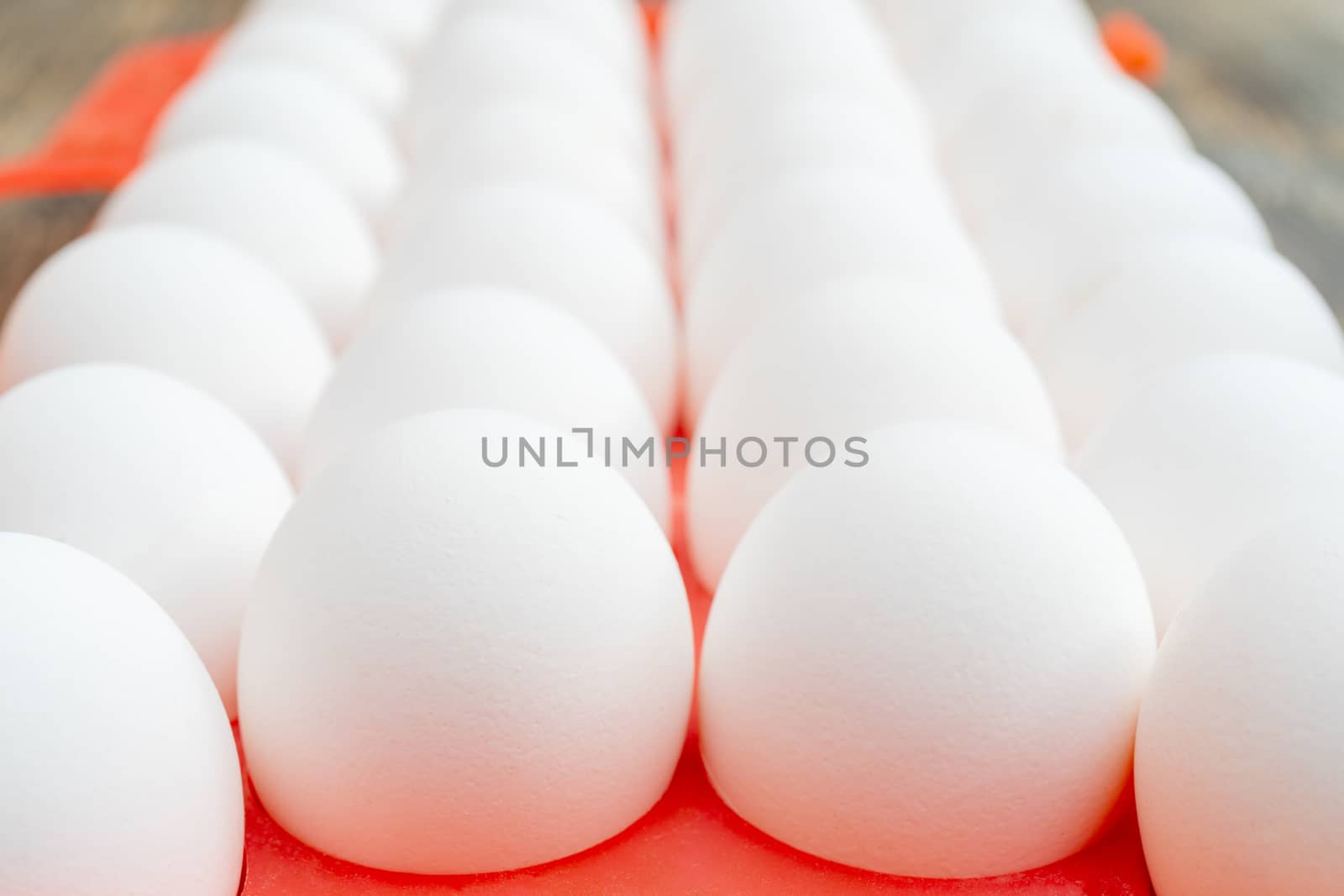 White chicken eggs. Useful food product. Straight rows of eggs.