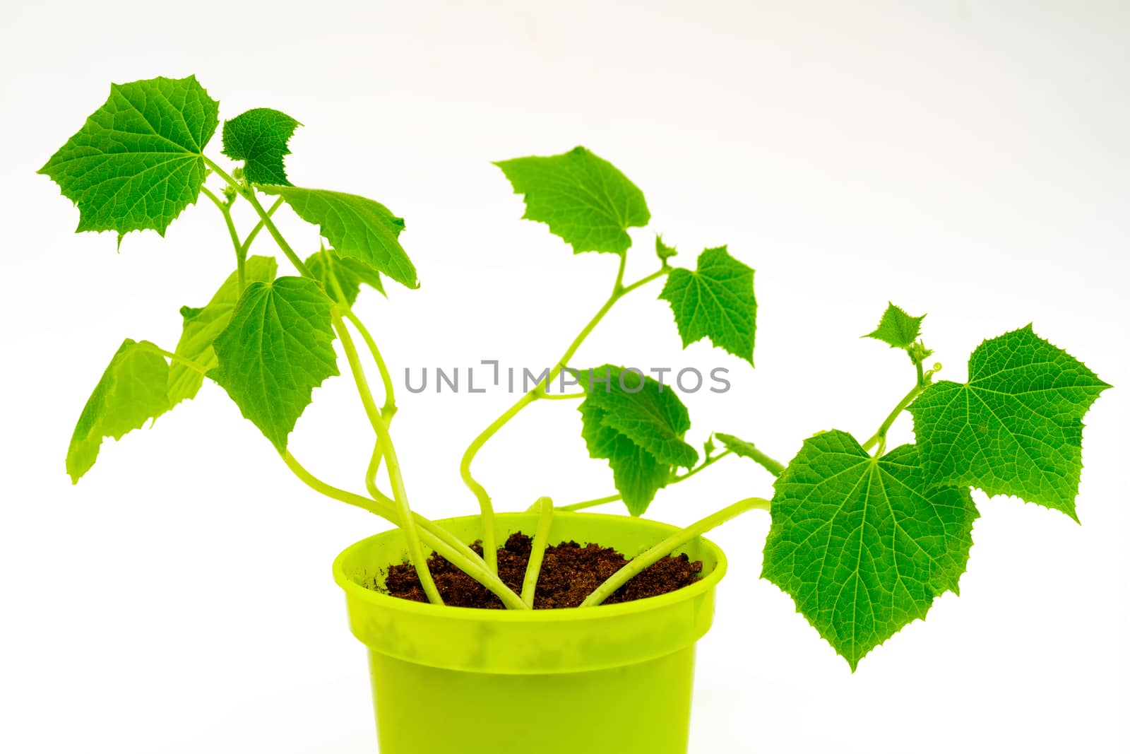 Green sprouts in pot. Young shoots of cucumbers. Growing vegetables at home.