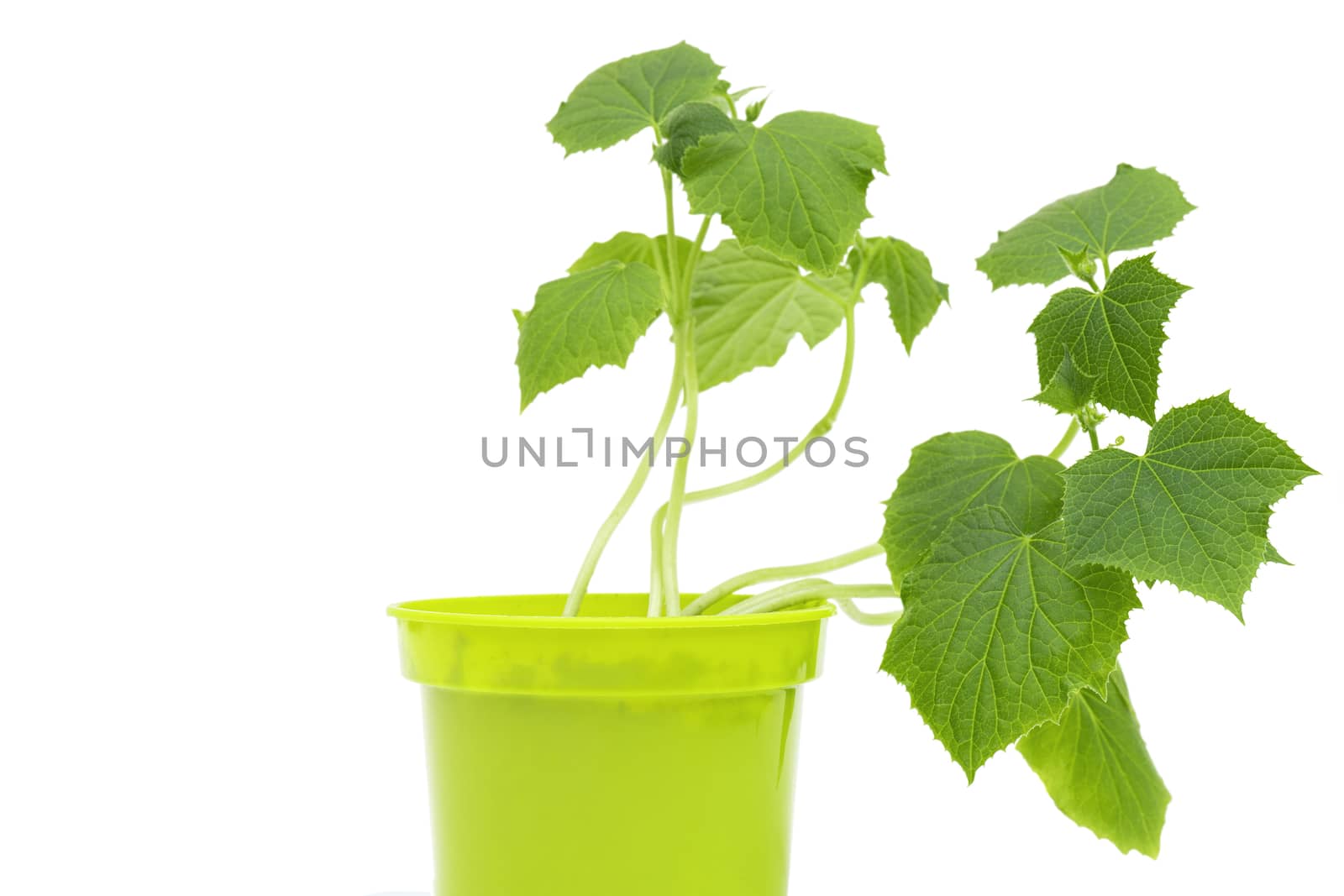 Green sprouts in pot. Young shoots of cucumbers. Growing vegetables at home.