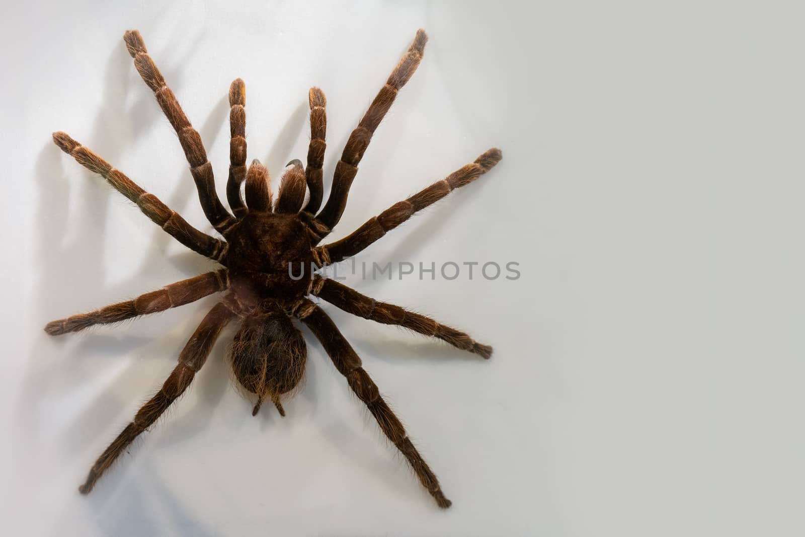 Predatory spider on white background. Large dangerous insect. Fauna of nature.