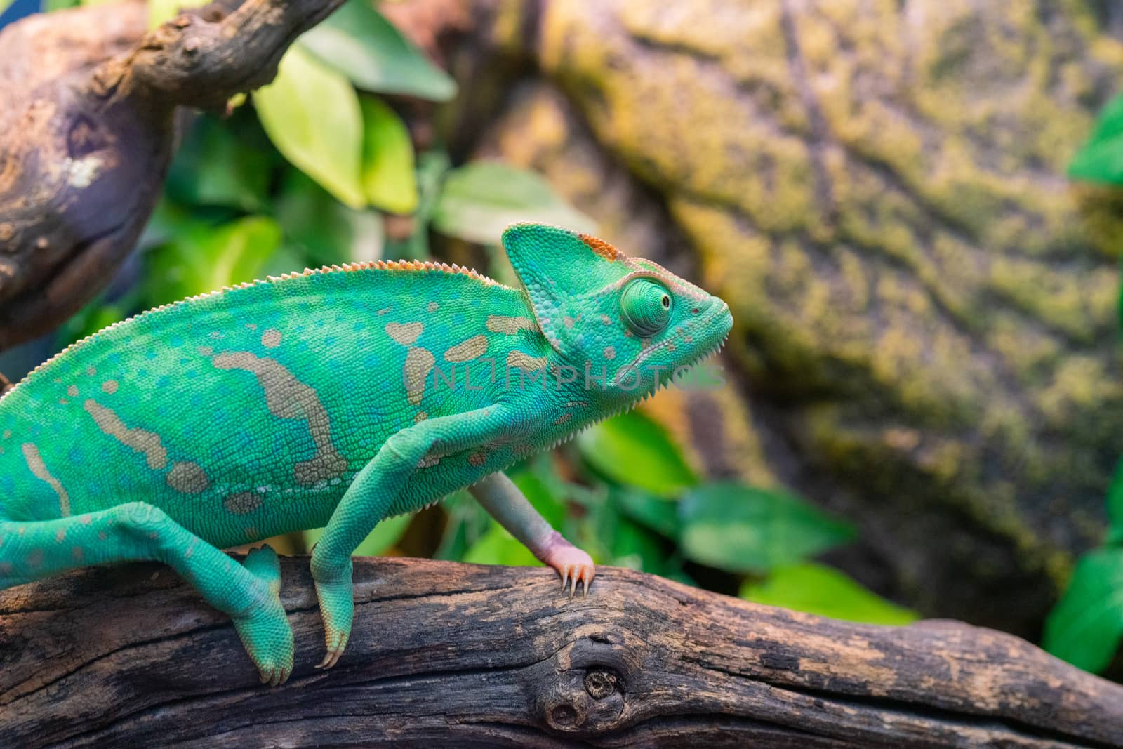 Young green chameleon. Natural habitat. Cute pet. Fauna of nature.