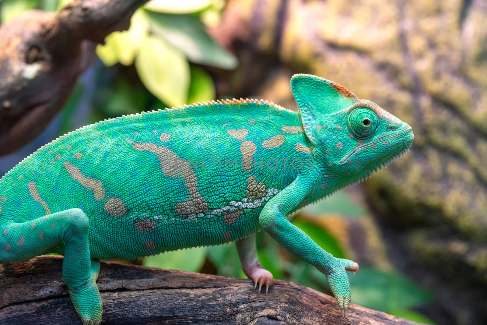 Young green chameleon. Natural habitat. Cute pet. Fauna of nature.