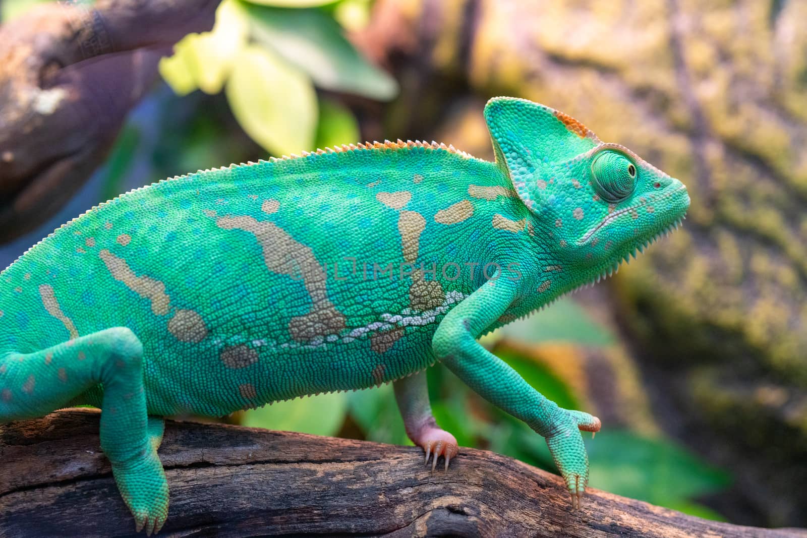 Young green chameleon. Natural habitat. Cute pet. Fauna of nature.