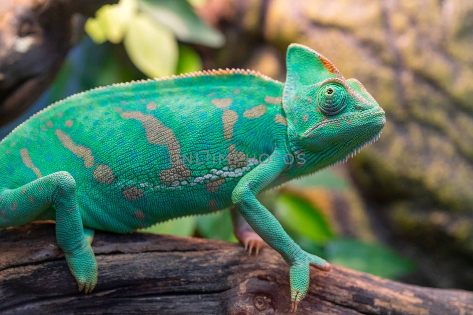 Young green chameleon. Natural habitat. Cute pet. Fauna of nature.