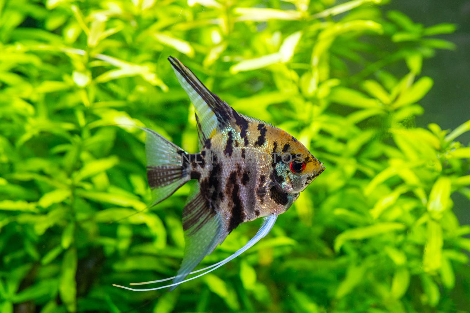 Underwater world of aquarium. Plants and fish in freshwater aqua by sandipruel