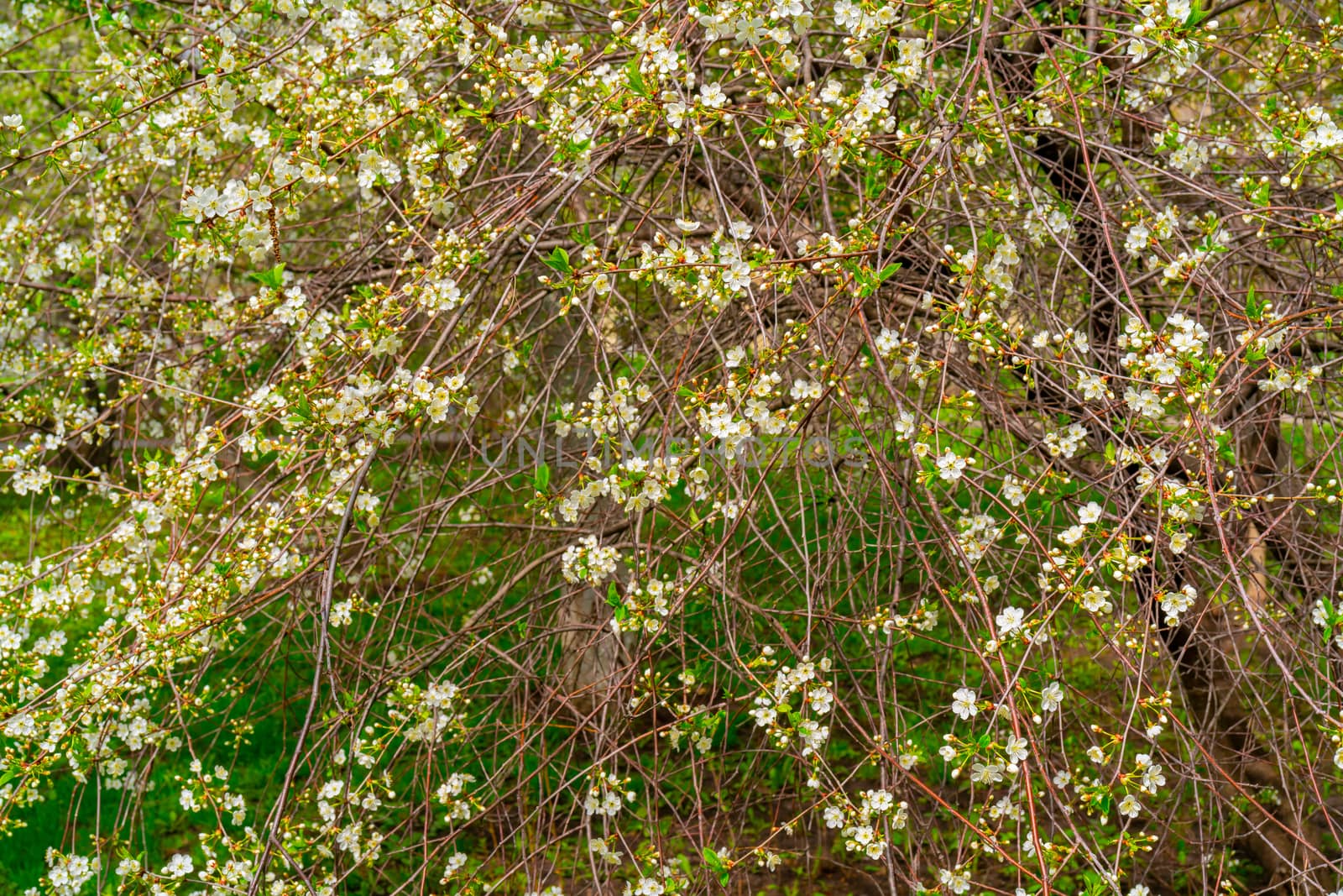 Flowering branches of cherry. Spring flowering tree. Romantic beautiful flowers.