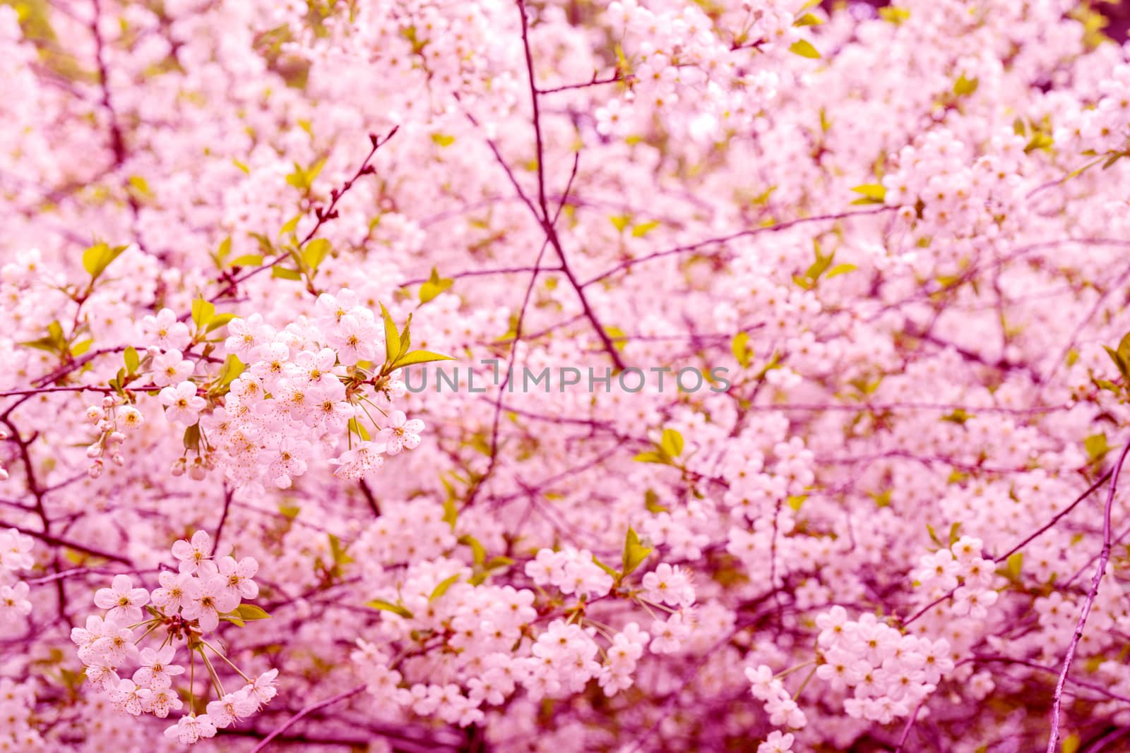 Flowering branches of cherry. Spring flowering tree. Romantic beautiful flowers.