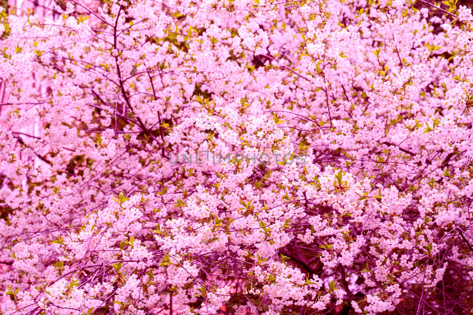 Flowering branches of cherry. Spring flowering tree. Romantic beautiful flowers.
