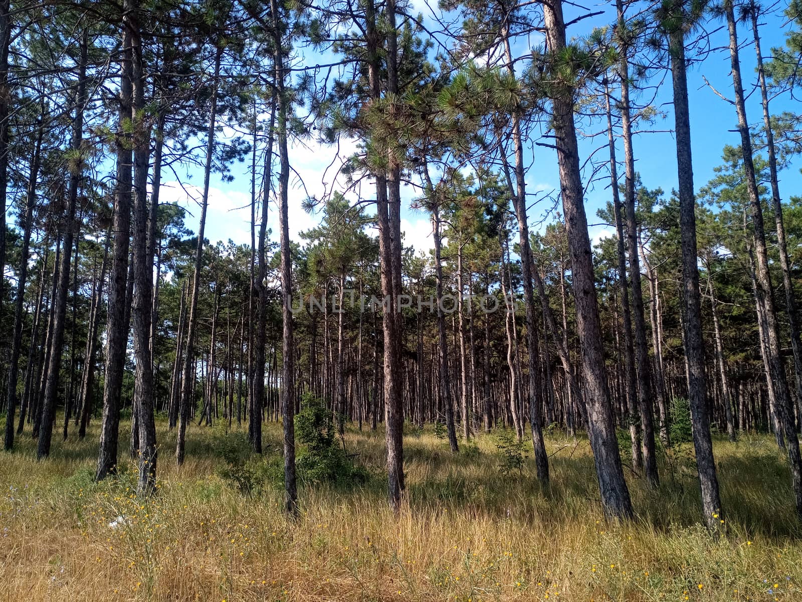 Pine forest in Crimea. light forest of pines. by fedoseevaolga