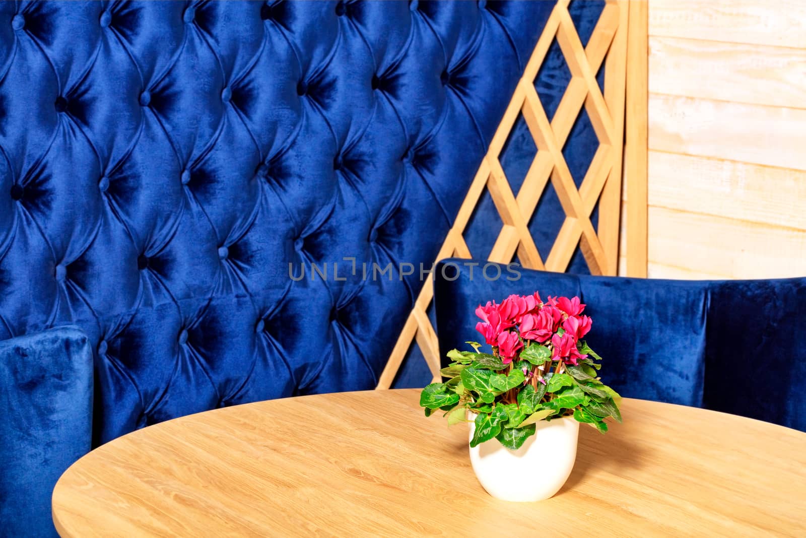 Red cyclamen in a white flower pot in the home interior on a wooden oak table against the background of a wall upholstered in velvet classic blue color in blur.