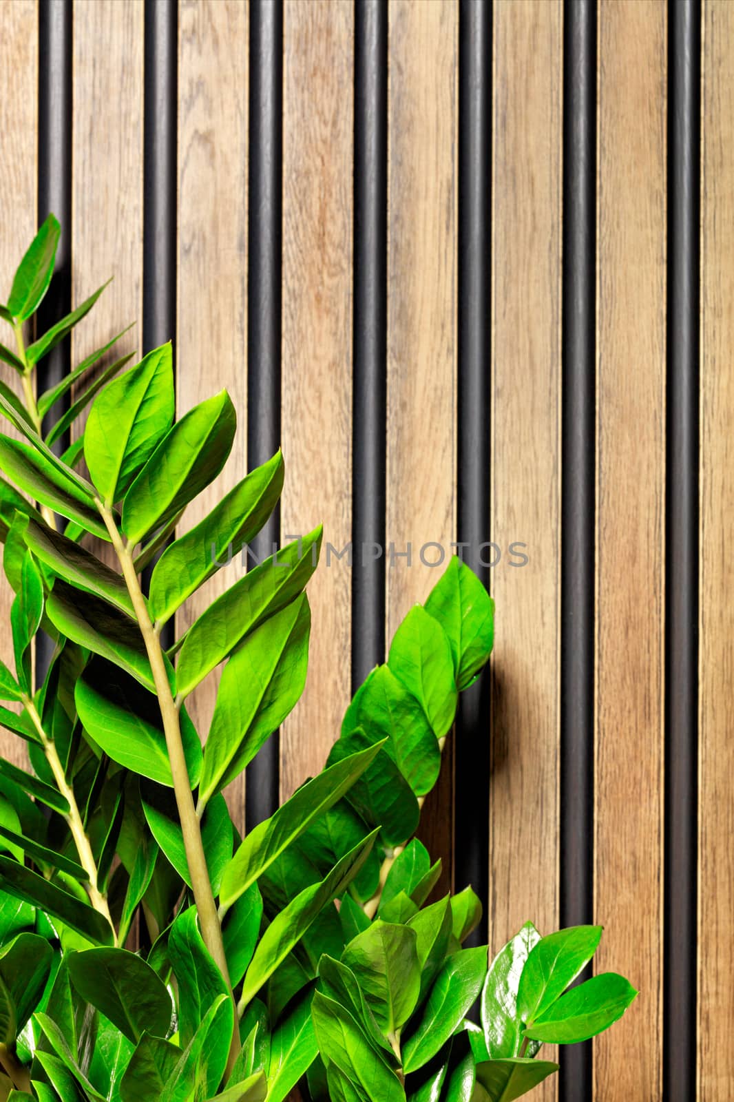 Bright and juicy green stems and leaves of zamioculcas zamifolia or as a dolar tree on the background of a striped wall of wooden vertical planks in blur, copy space.
