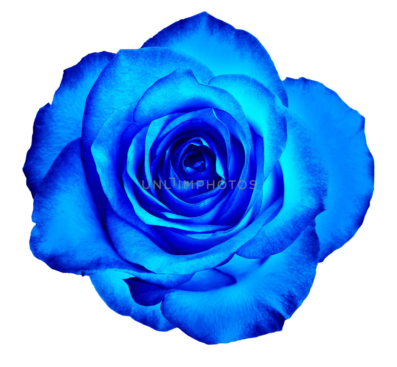 Beautiful delicate rose bud flower of a classic blue color isolated on a white background.