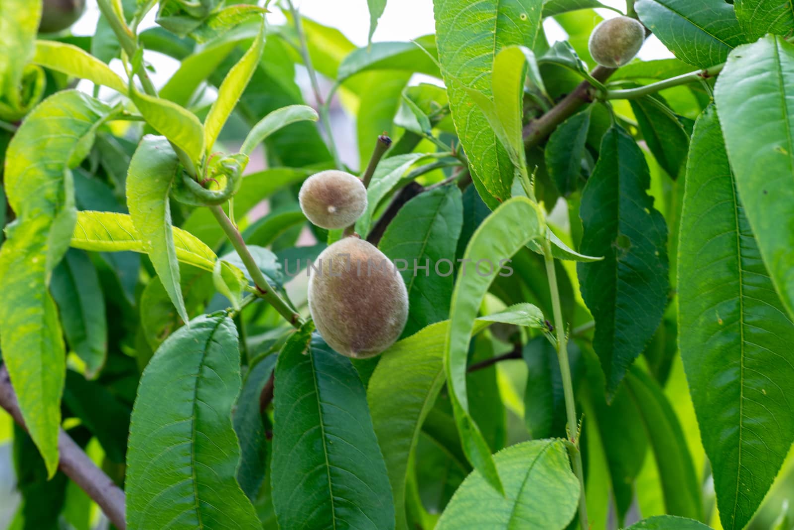 ALMOND TREE WITH GROWING ALMONDS