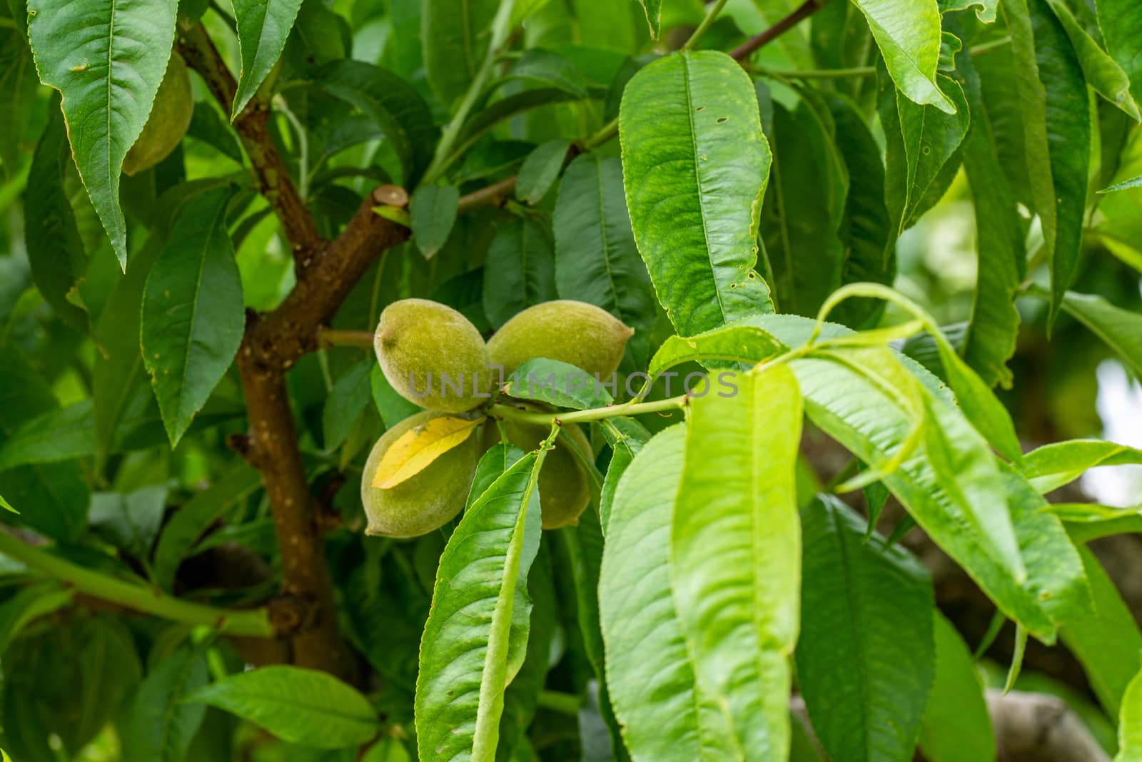 PEACH FRUIT GROWING ON THE PLANT