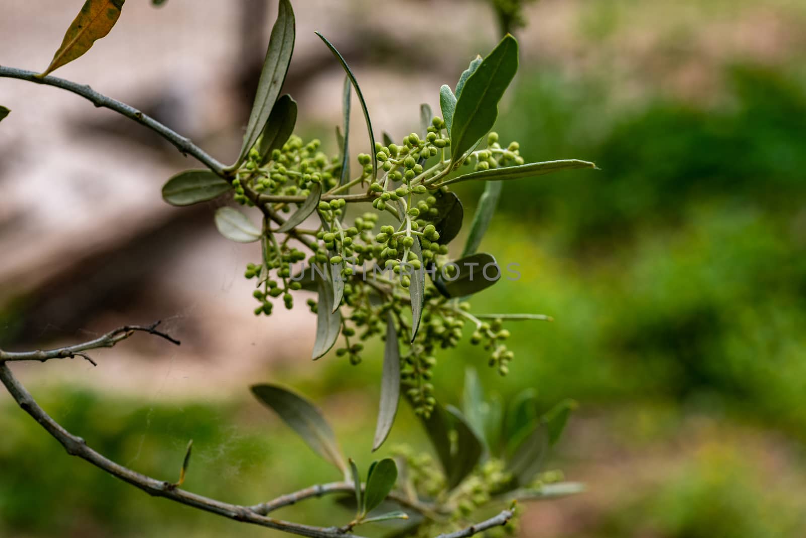 OLIVE GROWING IN ITS PERIOD