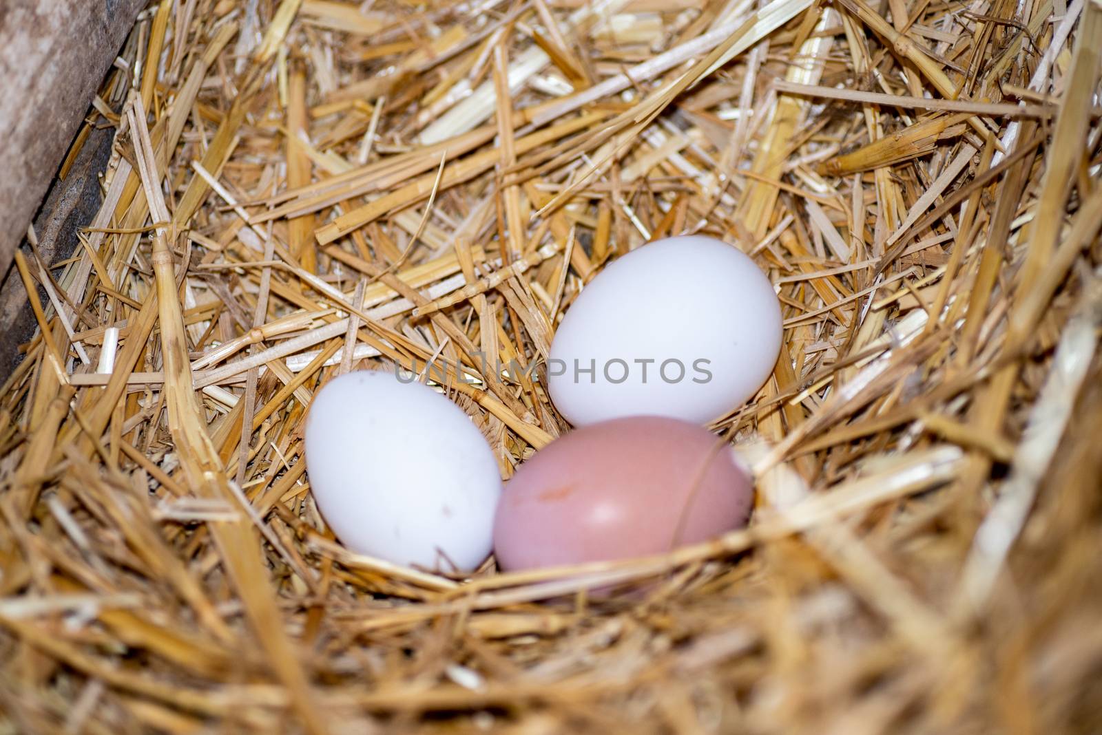 white and pink eggs just fed in the chicken coop