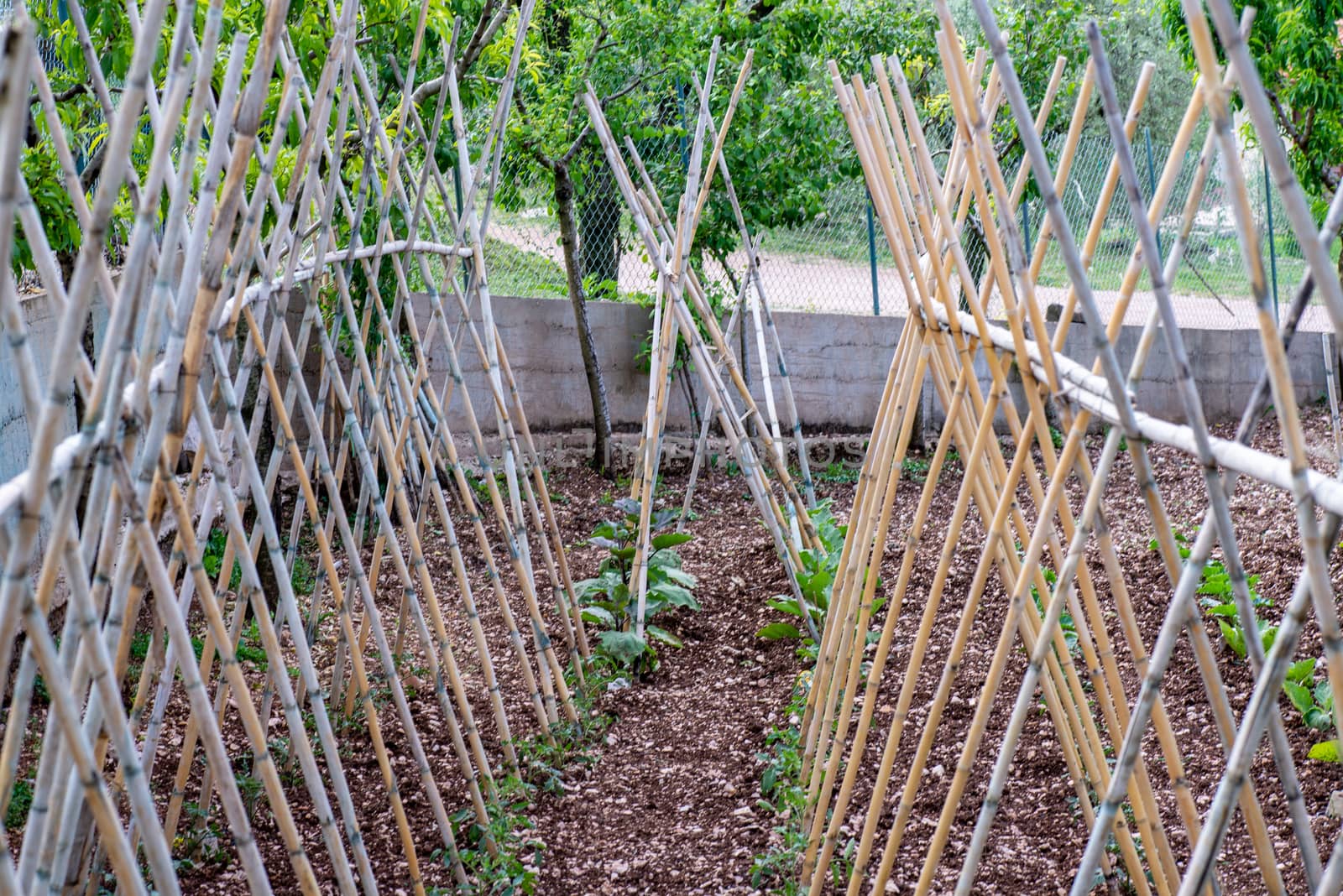 GROWING TOMATOES PLANT by carfedeph