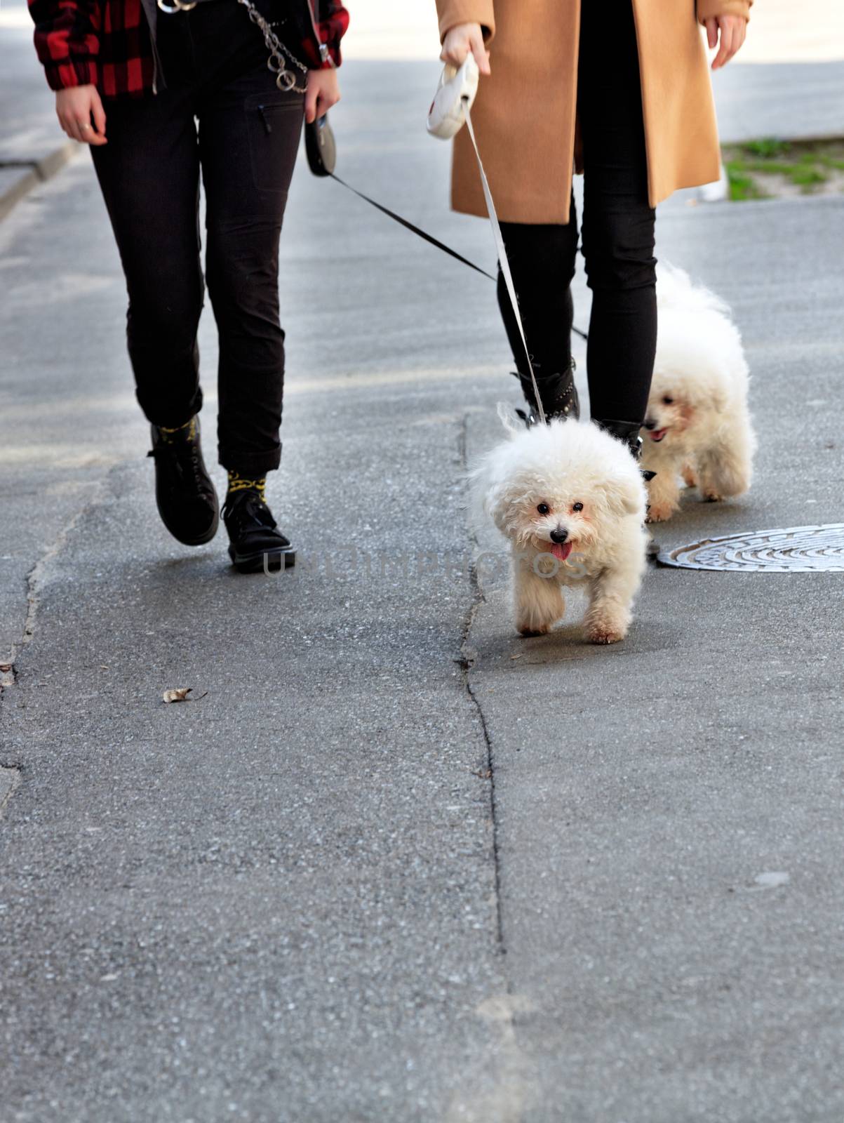 White Bichon Frize dogs walk on a leash, accompanied by their mistresses. by Sergii